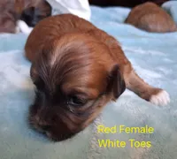 AKC Red Female w/White Toes, a female Havanese for sale in Gasport, NY – Photo 2 of 2