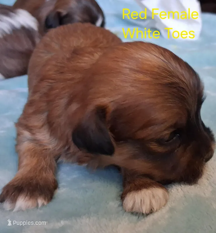 AKC Red Female w/White Toes – Havanese puppy for sale in Gasport, NY