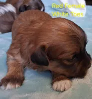 AKC Red Female w/White Toes, a female Havanese for sale in Gasport, NY – Photo 1 of 2