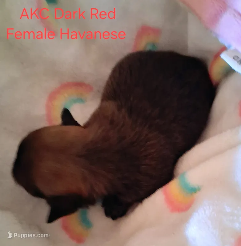 Dark Red AKC Female – Havanese puppy for sale in Gasport, NY