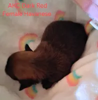 Dark Red AKC Female, a female Havanese for sale in Gasport, NY – 1 of 5