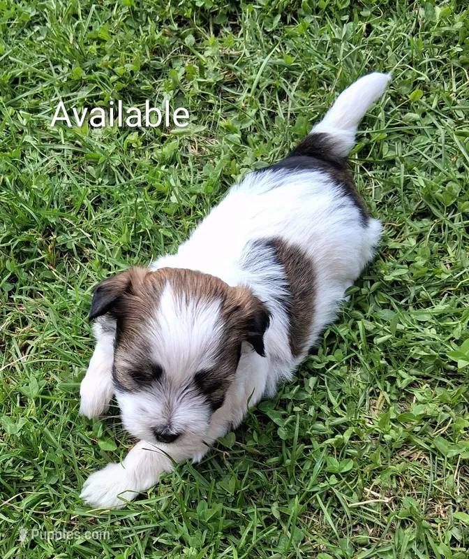 Red Sable & White Parti Male – Havanese puppy for sale in Gasport, NY