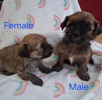 Dark Red Male, a male Havanese for sale in Gasport, NY – Photo 4 of 5