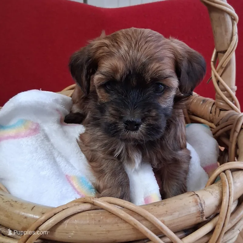 Dark Red Male – Havanese puppy for sale in Gasport, NY