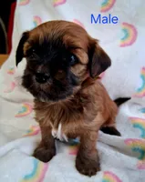 Dark Red Male, a male Havanese for sale in Gasport, NY – Photo 5 of 5