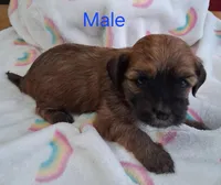 Dark Red Male, a male Havanese for sale in Gasport, NY – Photo 3 of 5