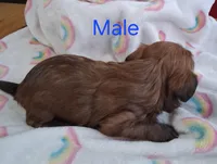 Dark Red Male, a male Havanese for sale in Gasport, NY – Photo 2 of 5