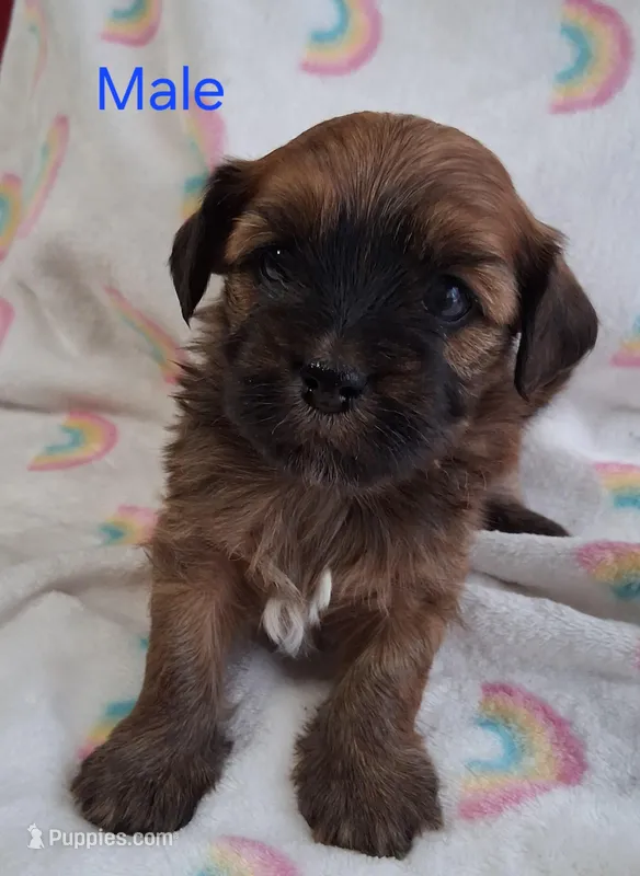Dark Red Male – Havanese puppy for sale in Gasport, NY