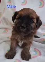 Dark Red Male, a male Havanese for sale in Gasport, NY – Photo 1 of 5