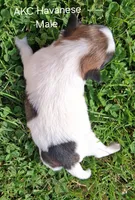 Red Sable & White Parti Male, a male Havanese for sale in Gasport, NY – 2 of 3
