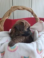 AKC Dark Red Male Ready 5-20-26, a male Havanese for sale in Gasport, NY – 7 of 7
