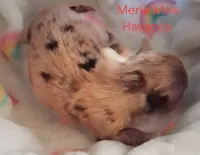 Merle, a male Havapoo for sale in Gasport, NY – 2 of 5
