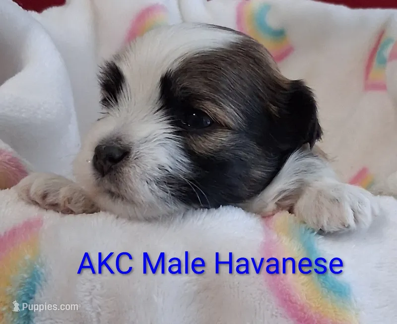 Red Sable & White Parti Male – Havanese puppy for sale in Gasport, NY