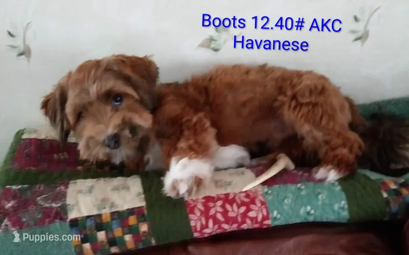 Dark Red AKC Female – Havanese puppy for sale in Gasport, NY