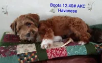 On Hold Dark Red AKC Female, a female Havanese for sale in Gasport, NY – 5 of 7