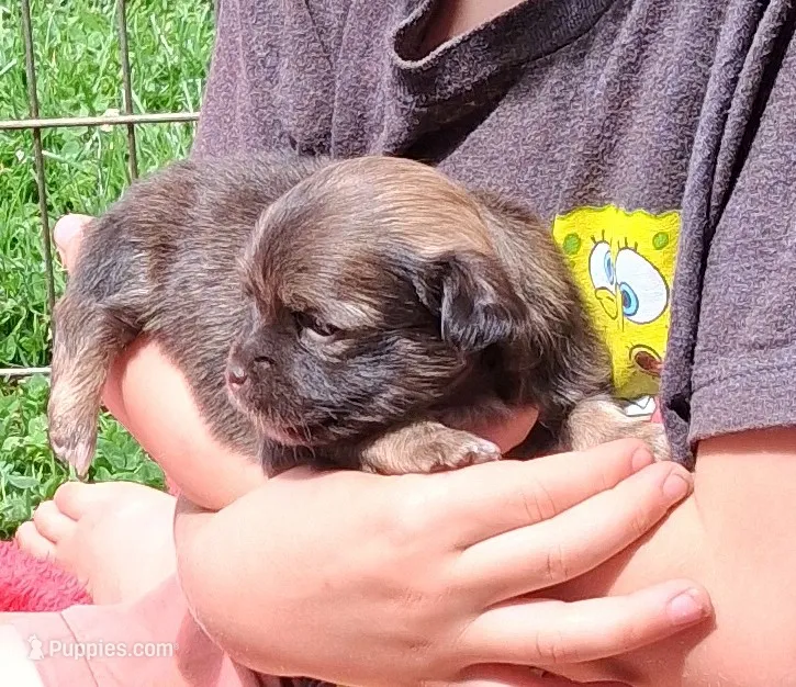 Little Gal – Havanese puppy for sale in Gasport, NY