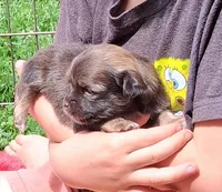 Little Gal, a female Havanese for sale in Gasport, NY – 1 of 7