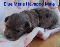 Havapoo Blue Merle , a male Poodle - Toy  for sale in Gasport, NY – 3 of 7