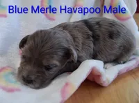Havapoo Blue Merle , a male Poodle - Toy  for sale in Gasport, NY – 4 of 7