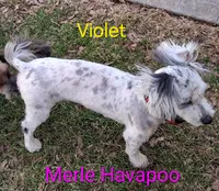 Havapoo Blue Merle , a male Poodle - Toy  for sale in Gasport, NY – 6 of 7