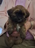 Georgeous Dark Red Male AKC Havanese , a male Havanese for sale in Gasport, NY – 4 of 7