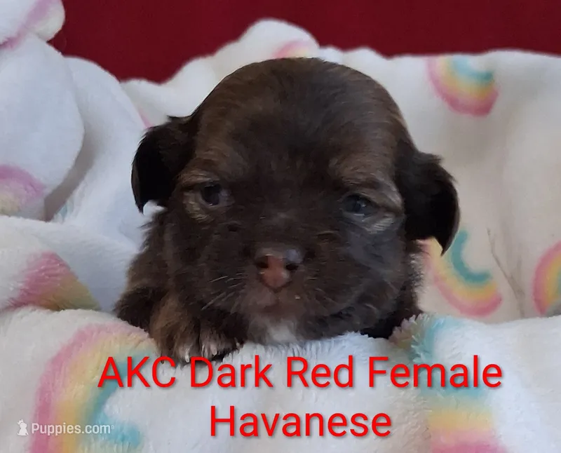 Dark Red AKC Female – Havanese puppy for sale in Gasport, NY