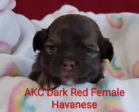 On Hold Dark Red AKC Female, a female Havanese for sale in Gasport, NY – 1 of 7