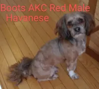 Merle, a male Havapoo for sale in Gasport, NY – 4 of 5