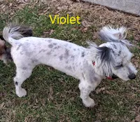 Merle, a male Havapoo for sale in Gasport, NY – 5 of 5