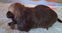 Little Gal, a female Havanese for sale in Gasport, NY – 3 of 7