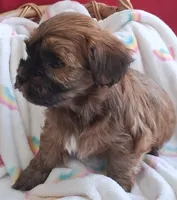 Georgeous Dark Red Male AKC Havanese , a male Havanese for sale in Gasport, NY – 6 of 7