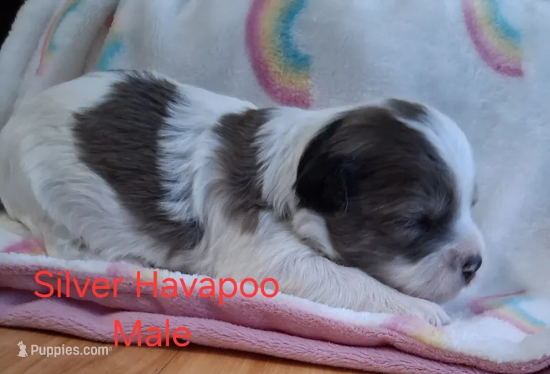 Gray/White – Havapoo puppy for sale in Gasport, NY