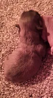 Dark Red AKC Female, a female Havanese for sale in Gasport, NY – 2 of 5