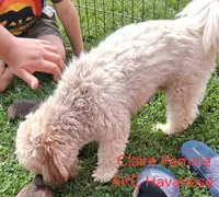 On Hold Dark Red AKC Female, a female Havanese for sale in Gasport, NY – 7 of 7