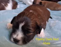 AKC Flashy Red Male, a male Havanese for sale in Gasport, NY – Photo 2 of 3