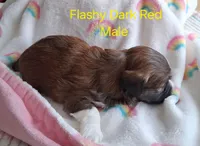 On Hold Flashy Red Male Champion Lines , a male Havanese for sale in Gasport, NY – Photo 3 of 3