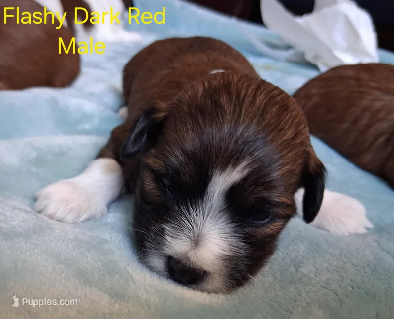 AKC Flashy Red Male – Havanese puppy for sale in Gasport, NY