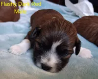 AKC Flashy Red Male, a male Havanese for sale in Gasport, NY – Photo 1 of 3