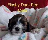 On Hold Flashy Red Male Champion Lines , a male Havanese for sale in Gasport, NY – Photo 2 of 3