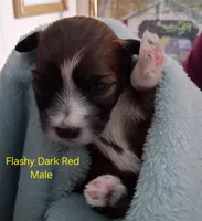 AKC Flashy Red Male, a male Havanese for sale in Gasport, NY – Photo 3 of 3