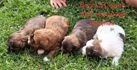 On Hold Dark Red AKC Female, a female Havanese for sale in Gasport, NY – 6 of 7