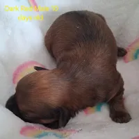 Gorgeous Solid Dark Red Male GGF GCH Sire, a male Havanese for sale in Gasport, NY – Photo 2 of 3