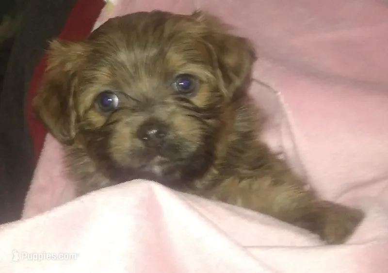 Red  – Havanese puppy for sale in Gasport, NY