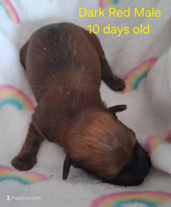 Gorgeous Solid Dark Red Male GGF GCH Sire – Havanese puppy for sale in Gasport, NY