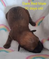 Gorgeous Solid Dark Red Male GGF GCH Sire, a male Havanese for sale in Gasport, NY – Photo 1 of 3