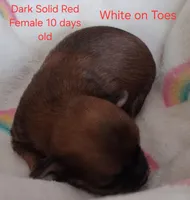 Dark Female w/white toes GGF GCH Sire, a female Havanese for sale in Gasport, NY – Photo 2 of 3