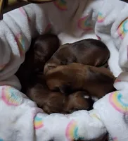 Red, a female Havanese for sale in Gasport, NY – Photo 2 of 2