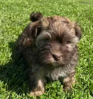 Red, a female Havanese for sale in Gasport, NY – Photo 1 of 2