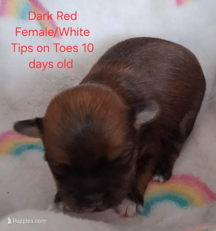 Dark Female w/white toes GGF GCH Sire – Havanese puppy for sale in Gasport, NY