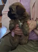 Georgeous Dark Red Male AKC Havanese , a male Havanese for sale in Gasport, NY – 3 of 7